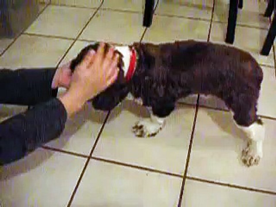 Is my Dog having a seizure?