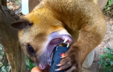 Curious Kinkajou Tucks Into a Tasty Treat
