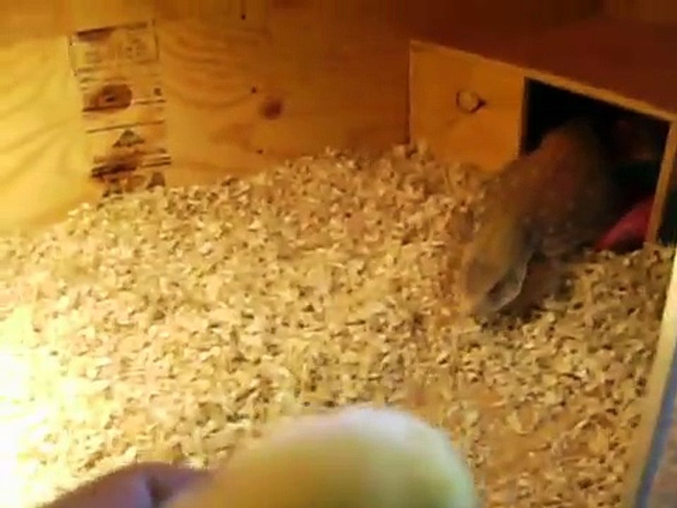Debo my Savannah Monitor eating a chick