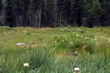 Grizzly bear kills moose calf