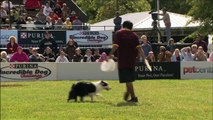2010 Purina Incredible Dog Challenge National Finals - Highlights