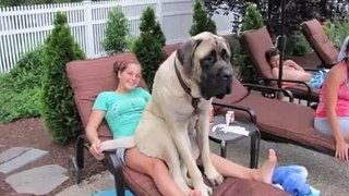 Funny Dogs Who Don t Realize How Big They 2