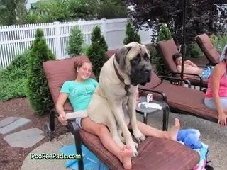 Funny Dogs Who Don t Realize How Big They 2