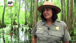 Tourist Video Captures Gator-Feeding Frolic