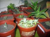 cactus y suculentas con sus nombres 2012