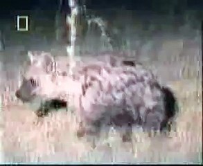 ASLAN VE SIRTLAN (BELGESEL)