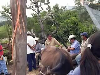 Zacoalco de Torres/ en el pajarete y el conjunto norteno