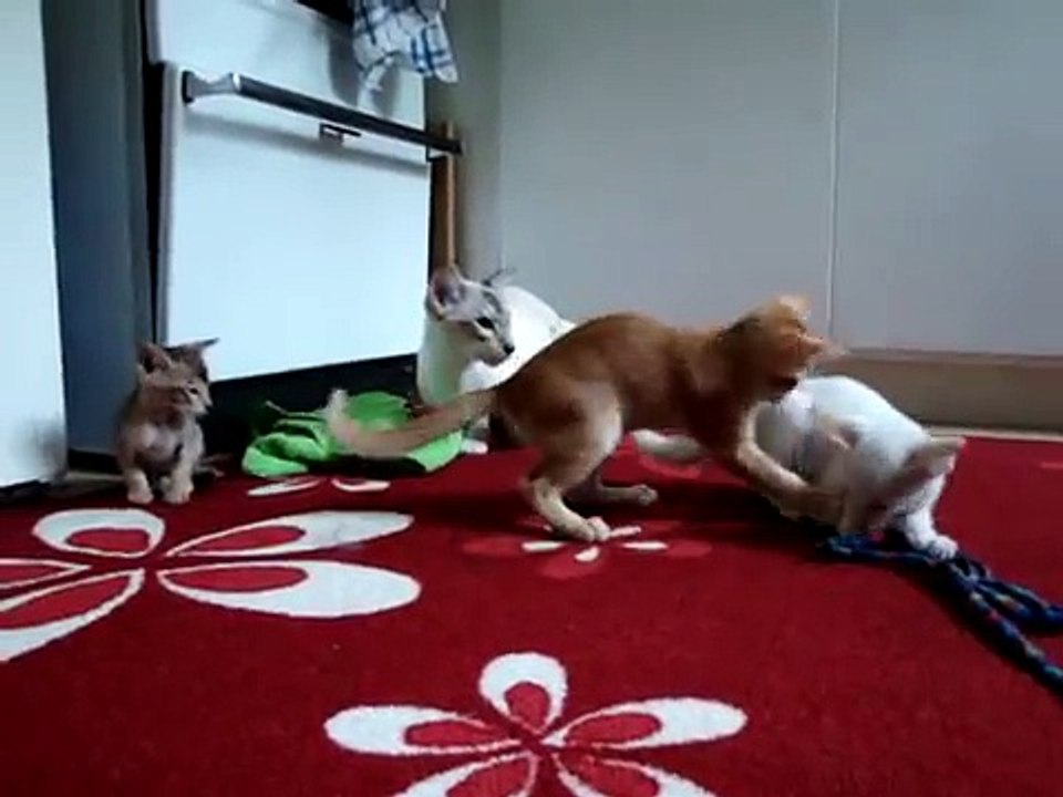 Lexingtons kattungar busar runt i köket!