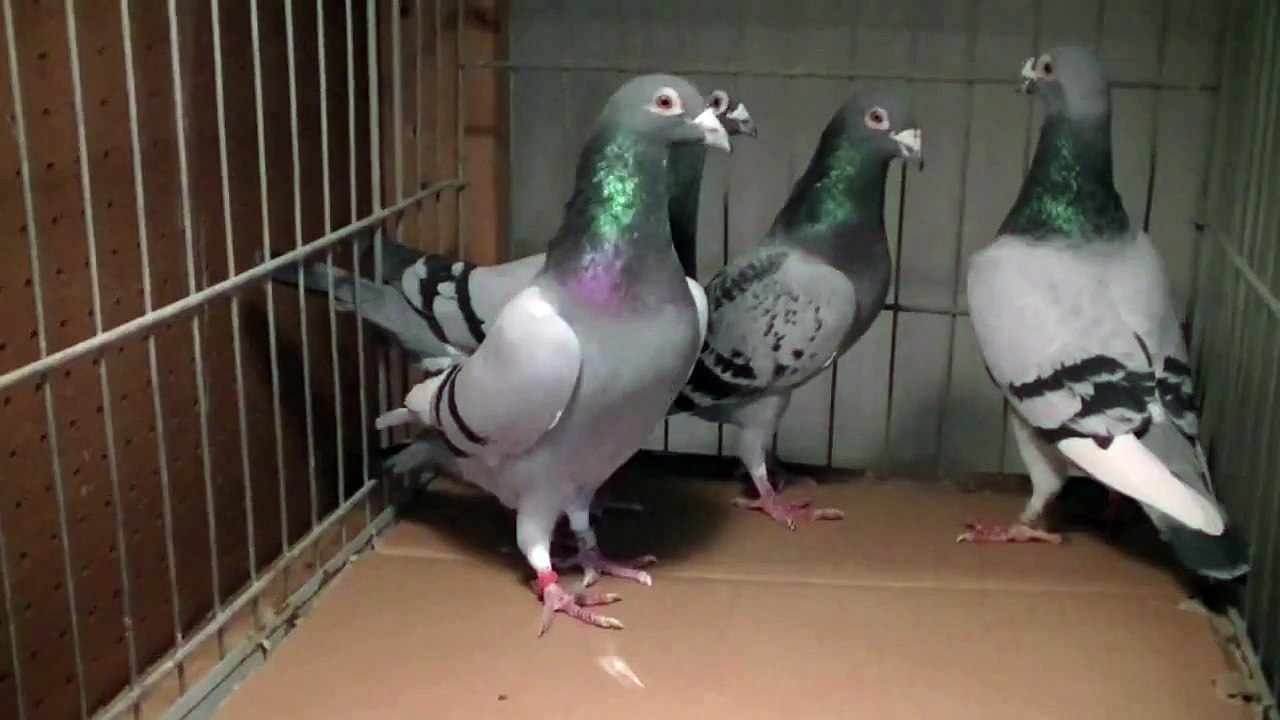 Pigeontrader auction2.mov