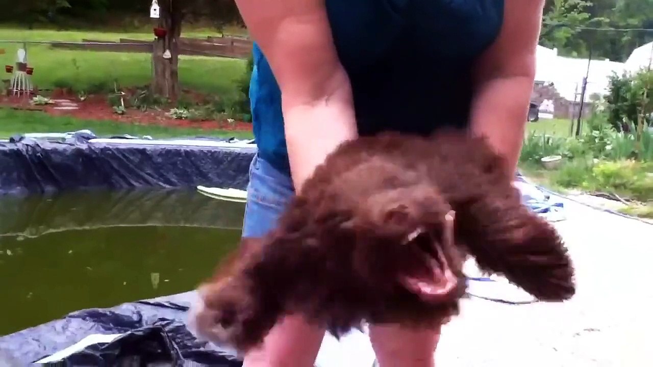 Doggie Likes The Blower