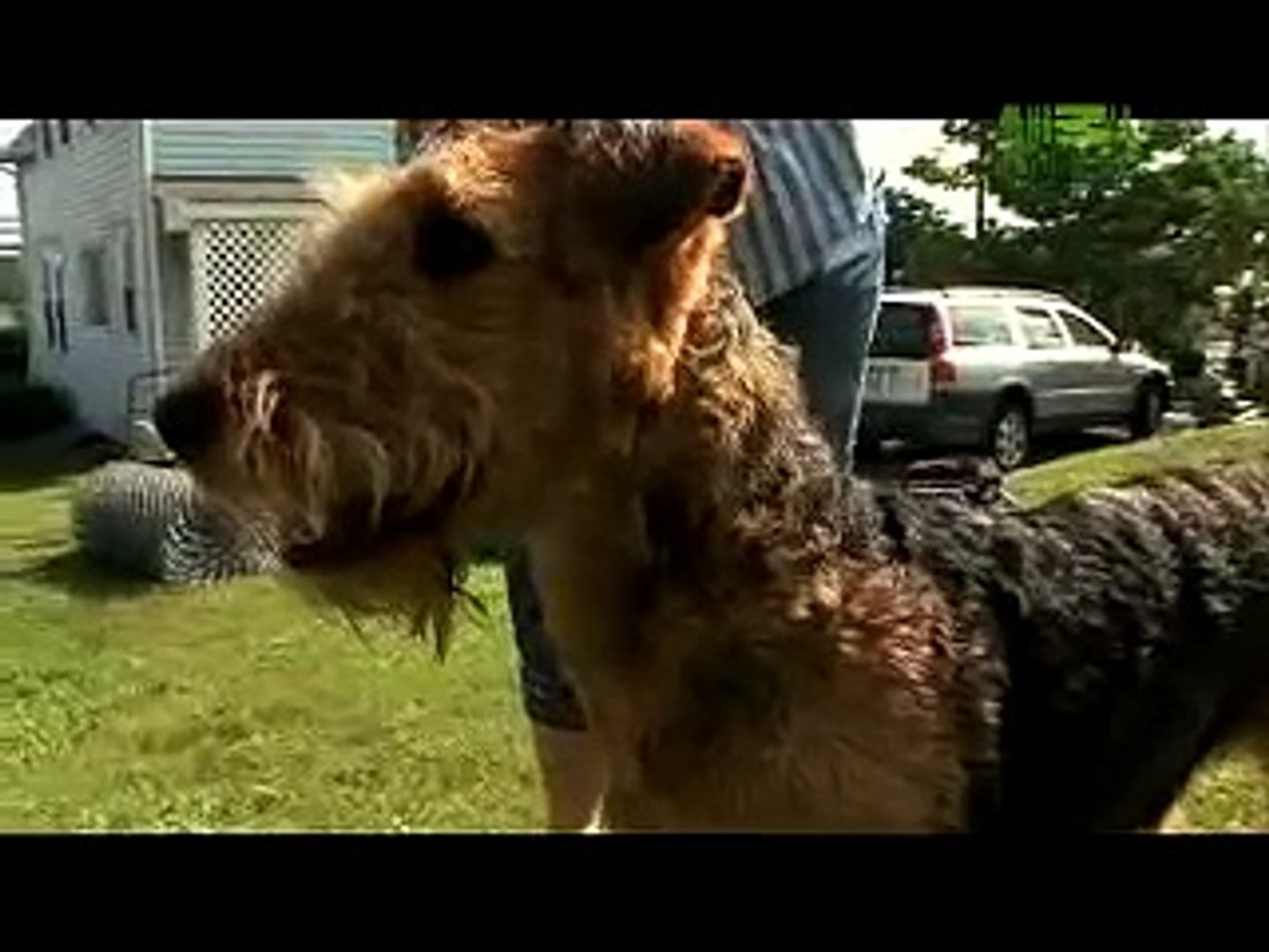 airedale terrier dogs 101