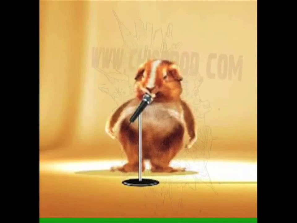 Un Hamster qui dance MDR ( un hamster que baila)