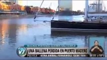 Una ballena se perdio en Puerto Madero, Buenos Aires