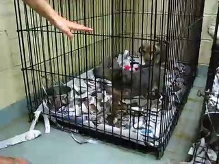 Cattle Dog  mix puppies