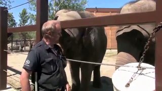 Elephants at Calgary Zoo Funny Pranks and Funny Animals Clips | New Funny Videos, May 2014