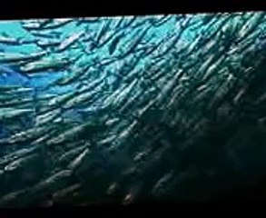 Kisah Nabi Musa A s  Membelah laut