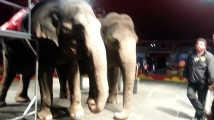 elephant eating peanuts