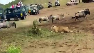 Lion vs Tigress