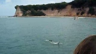 golfinhos da praia de pipa