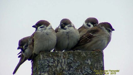 PILFINK  Eurasian Sparrow (Passer montanus)  Klipp - 1278