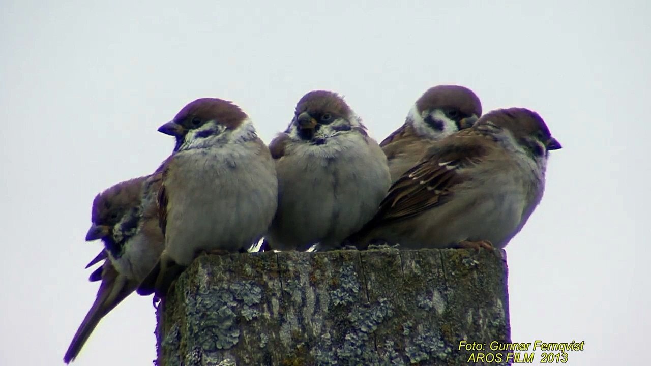 PILFINK  Eurasian Sparrow (Passer montanus)  Klipp - 1278