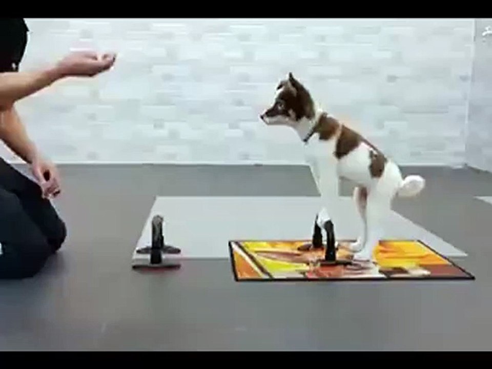 DOGFIT! Hahahahah!