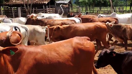 LOTE NRO.397 HACIENDA GENERAL A LA VENTA