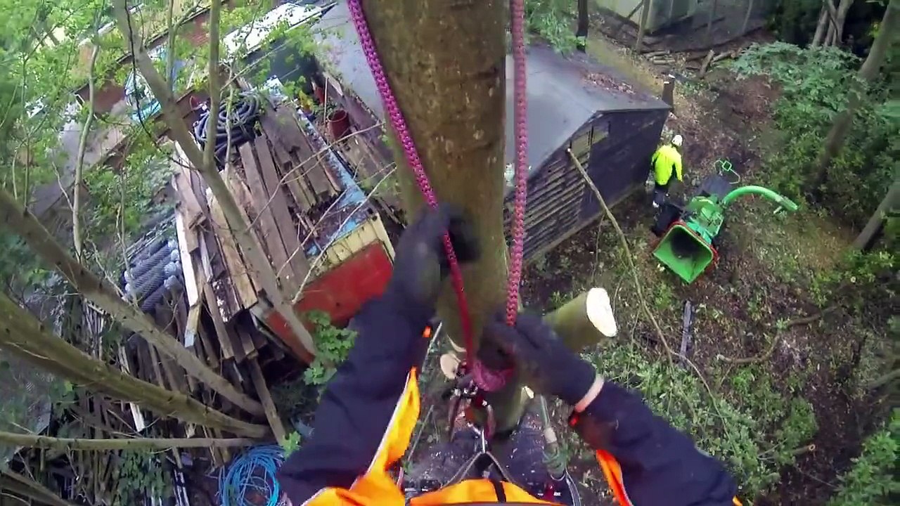 Arborist, Tree surgery Poplar dismantle T&R Trees