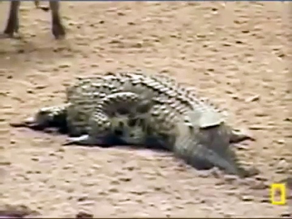 Crocodile Attack wild bours YALA Animal attack Top ten10@animal