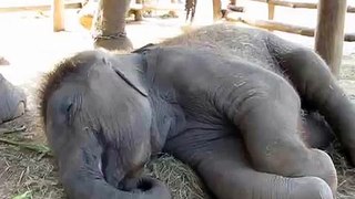 snoring elephant..
