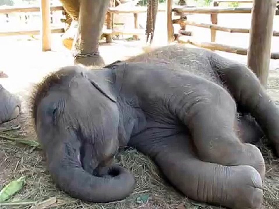 snoring elephant..