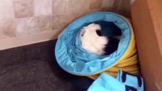 Funny animals Dog Screams in Sleep