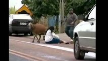 Crazy Goat attacking people in the streets!