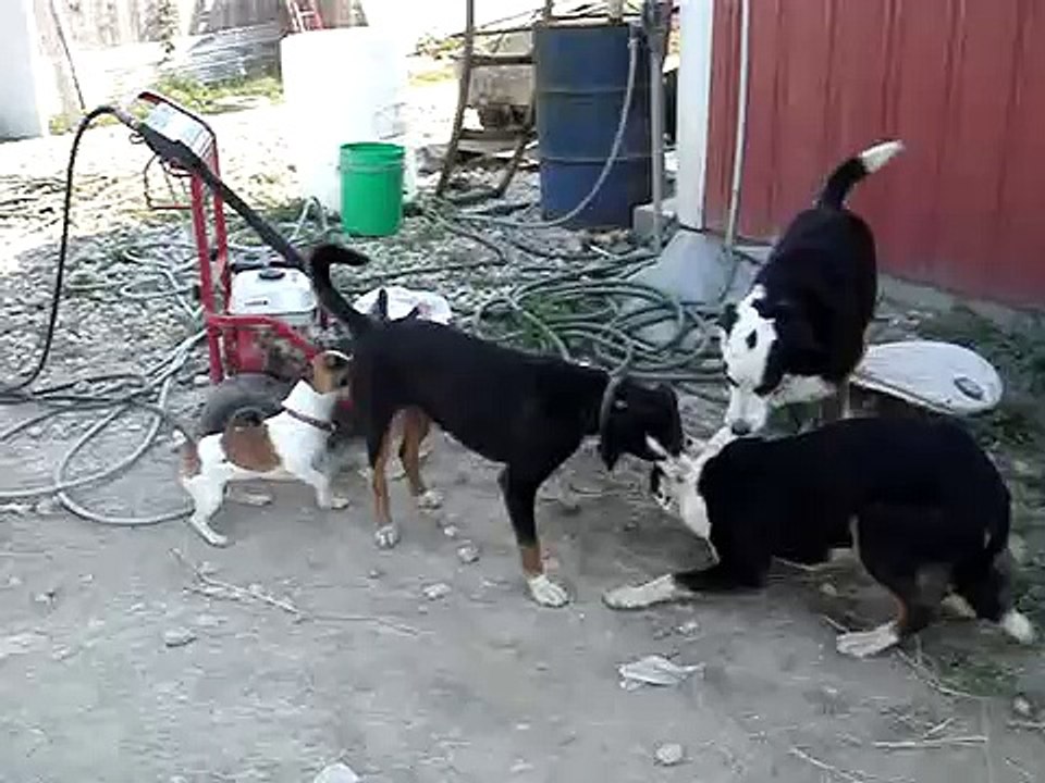 dog meeting