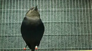 Male cowbird sings to female