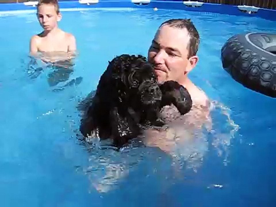 Cocker Spaniel Swimming in Pool