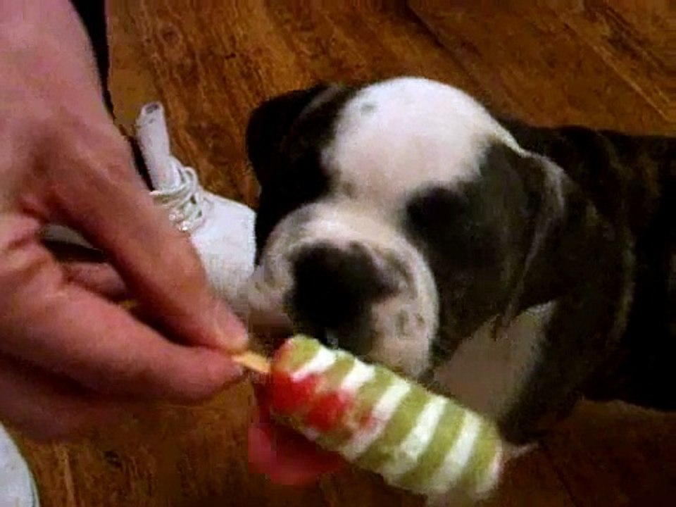 Matzoball Vs Twister! (English Bulldog)