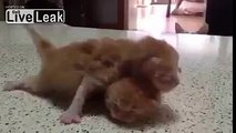 Cat wants to play with newborn kittens