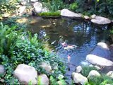 How to build a Koi pond with multiple waterfalls