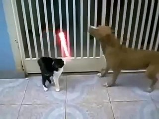 Jedi Cat VS Pitbull