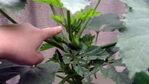 Growing Okra in containers: Part 2 - pest, flower and harvest