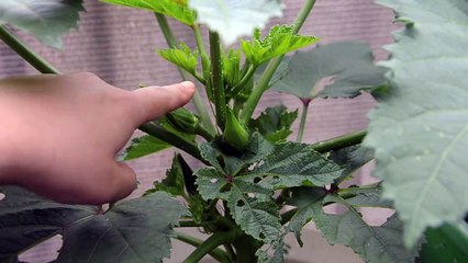 Growing Okra in containers: Part 2 - pest, flower and harvest