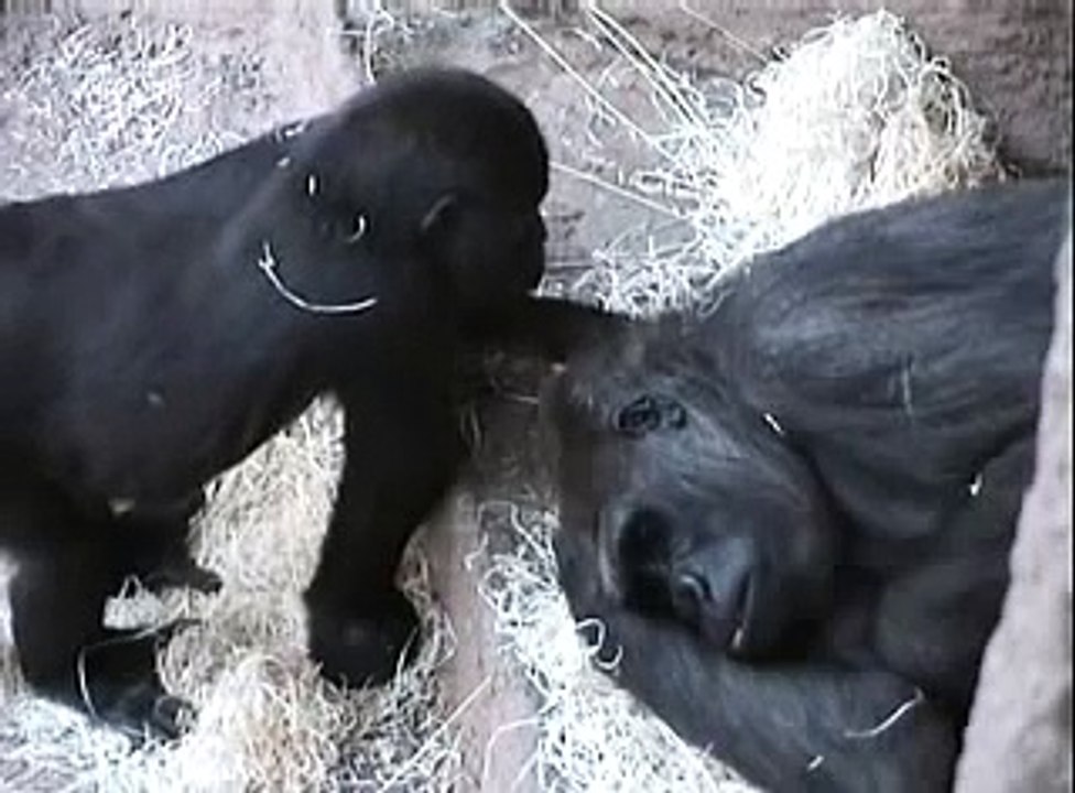 Young gorilla Tatu friendly with  Biki