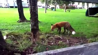 Hand feeding fox