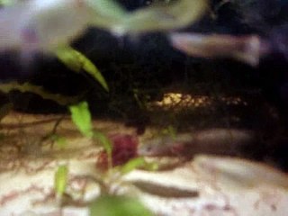 I Guess I'll Go Eat Worms