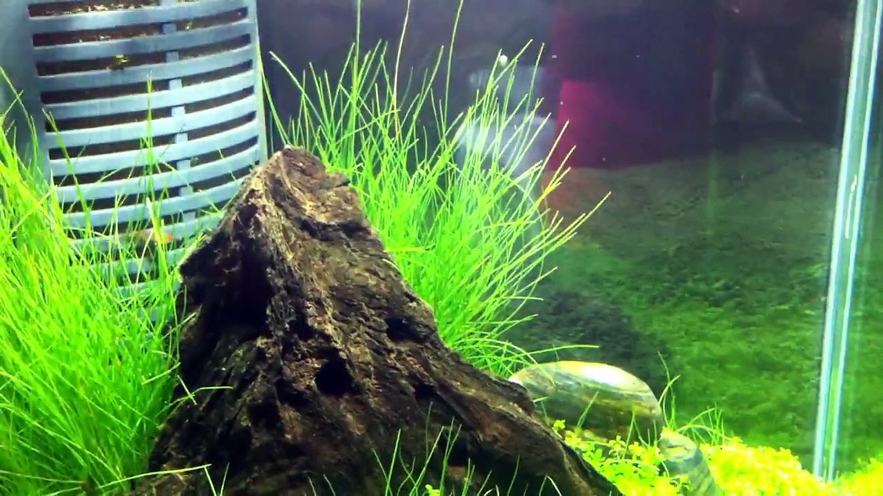 Planted Nano (Update #3)