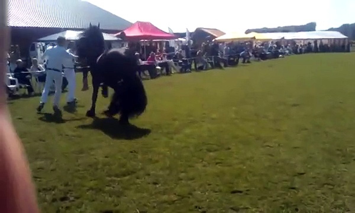 Friese paarden keuring Oudkarspel 04-08-2012