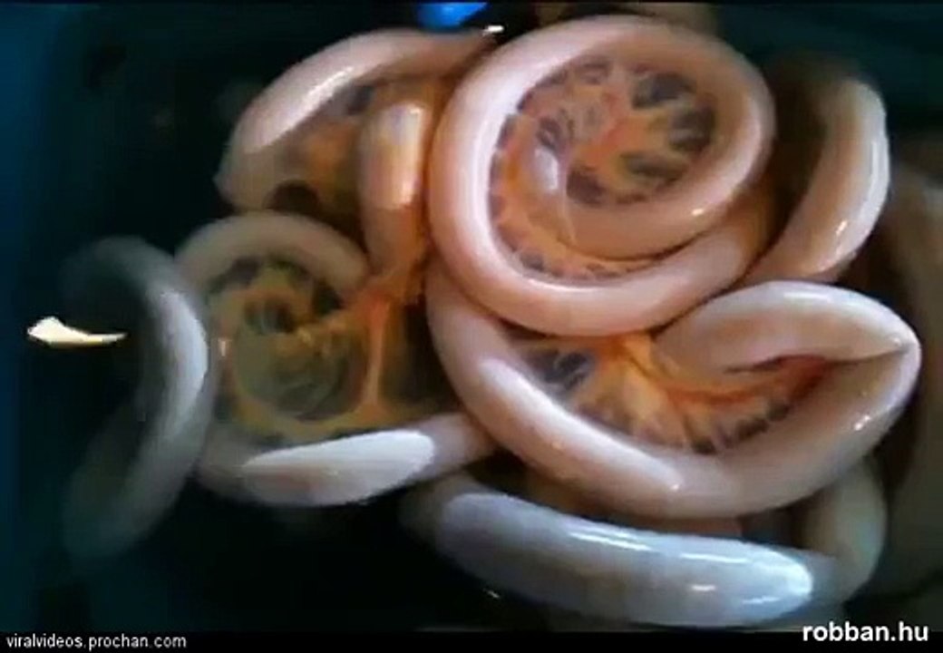 Különös teremtményt találtak németországban