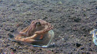 Veined octopus building a home