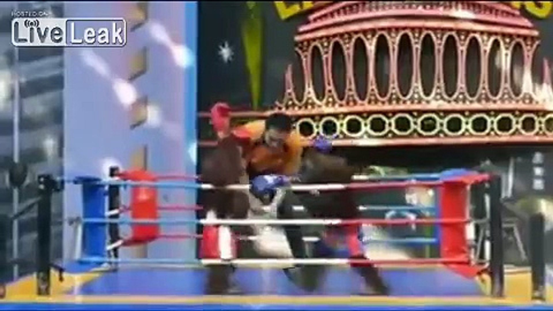 Orangutan Boxing.